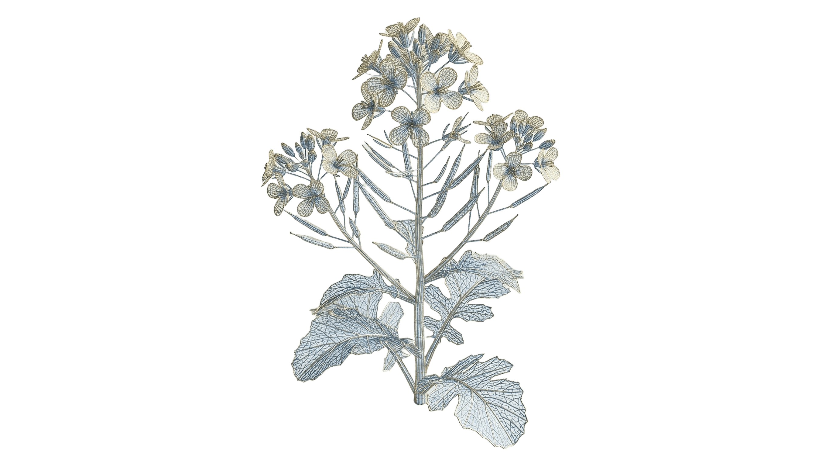 Canola botanical illustration